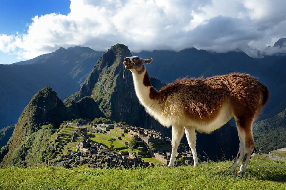 Llama