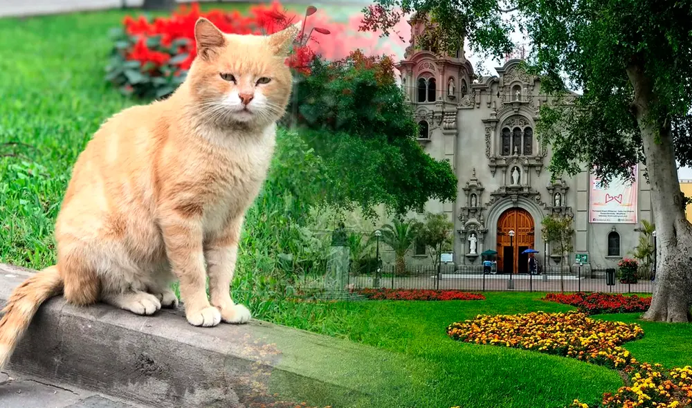 Gatos del Parque Kennedy Miraflores