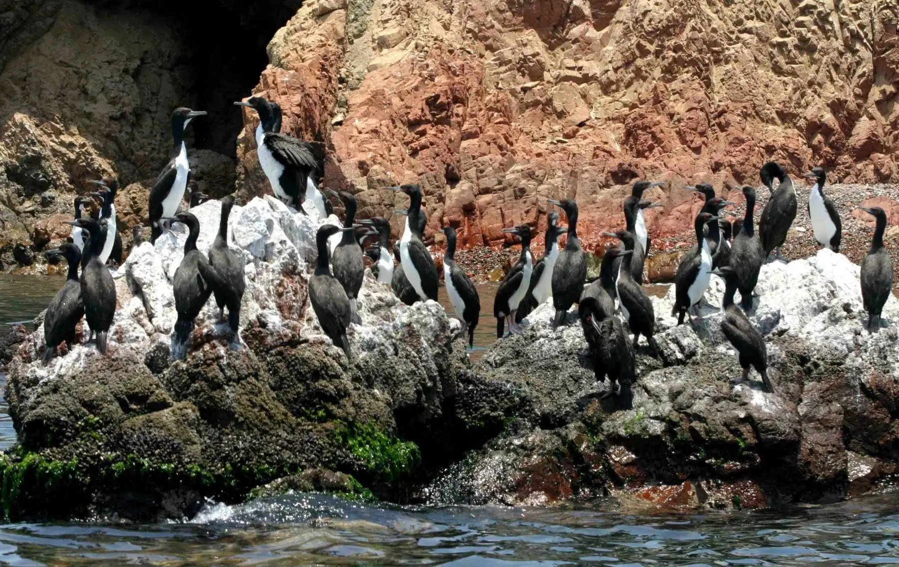 Islas Ballestas lobos marinos