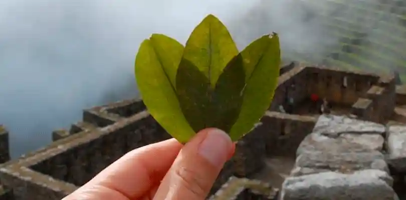 infusión de muña